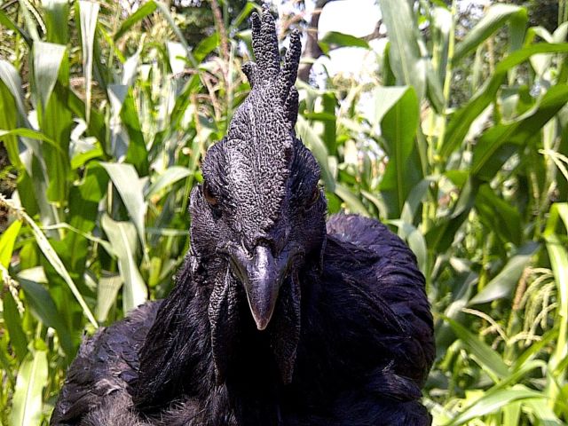 6 Fakta Unik Ayam Cemani, Ayam Hitam Legam yang Popularitasnya Sudah Diakui Dunia