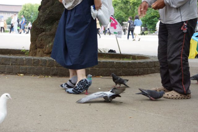 Wanita Ini Jadi Heboh Karena Dikira Menginjak-injak Merpati, Ternyata Ini Cara Bikin Sepatu Unik Itu!