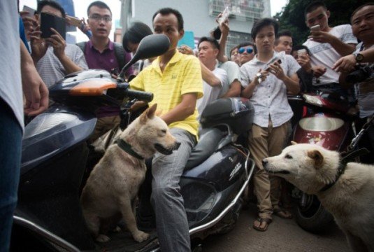 Polemik Daging Anjing Terus Bergulir. Mau di Bali atau Cina, Hewan Peliharaan Ini Dianggap Ternak