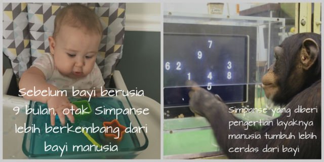 Manusia Jangan Sok Bangga, Nyatanya Kita Kalah Lho Sama Hewan & Komputer di 6 Pertandingan Ini