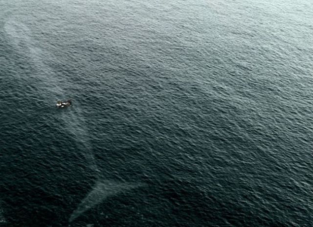 15 Foto yang Akan Membuatmu Berpikir Dua Kali Untuk Berenang Di Laut. Ngeri Juga ya Ternyata!