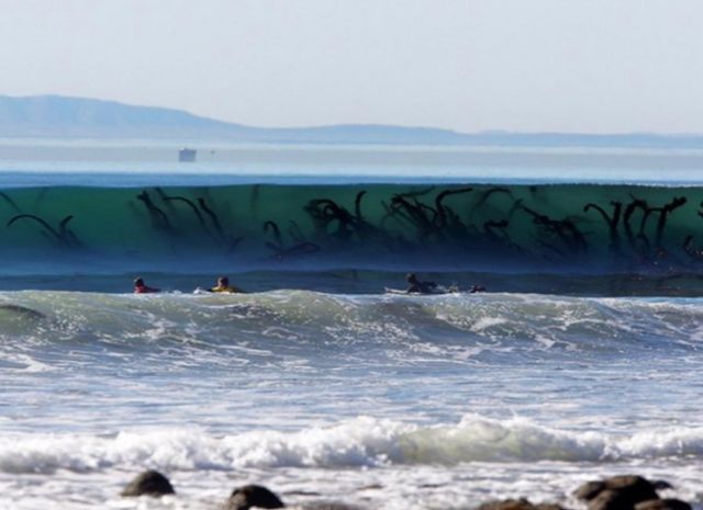 15 Foto yang Akan Membuatmu Berpikir Dua Kali Untuk Berenang Di Laut. Ngeri Juga ya Ternyata!