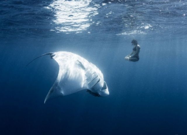 15 Foto yang Akan Membuatmu Berpikir Dua Kali Untuk Berenang Di Laut. Ngeri Juga ya Ternyata!