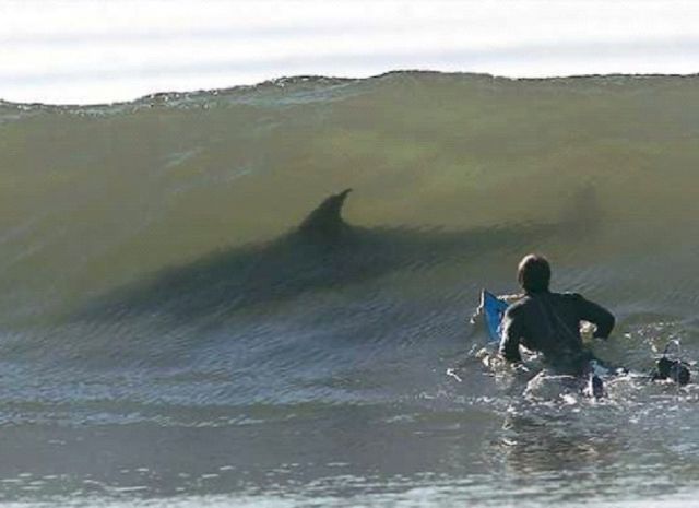 15 Foto yang Akan Membuatmu Berpikir Dua Kali Untuk Berenang Di Laut. Ngeri Juga ya Ternyata!