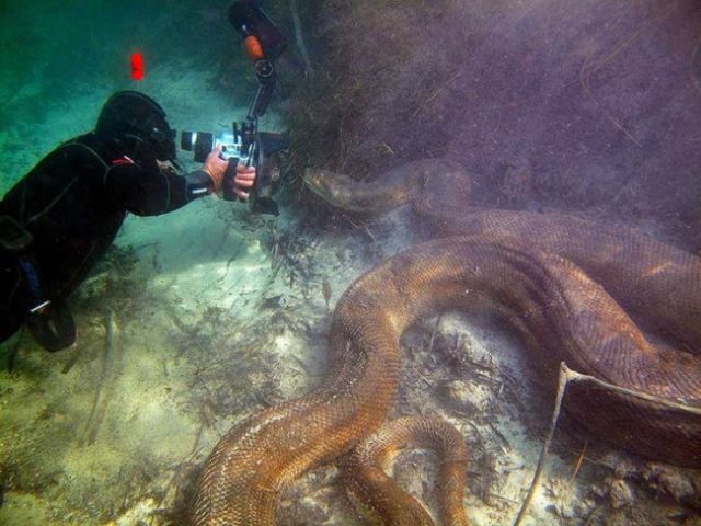 15 Foto yang Akan Membuatmu Berpikir Dua Kali Untuk Berenang Di Laut. Ngeri Juga ya Ternyata!