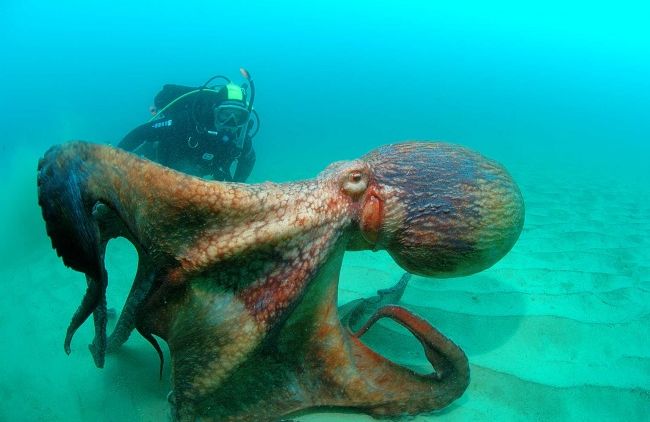 15 Foto yang Akan Membuatmu Berpikir Dua Kali Untuk Berenang Di Laut. Ngeri Juga ya Ternyata!