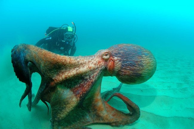 15 Foto yang Akan Membuatmu Berpikir Dua Kali Untuk Berenang Di Laut. Ngeri Juga ya Ternyata!