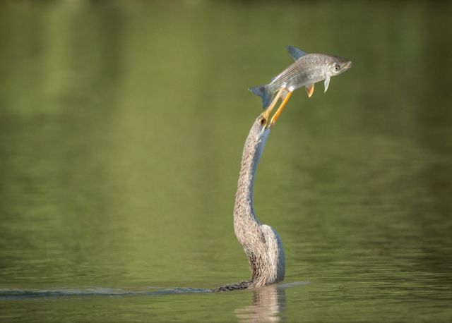 15 Foto Menakjubkan yang Diambil Dalam Momen yang Sangat Tepat! Keren Banget Sih Ini