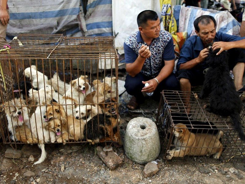 Polemik Daging Anjing Terus Bergulir. Mau di Bali atau Cina, Hewan Peliharaan Ini Dianggap Ternak