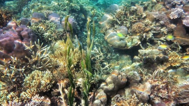 indahnya bawah laut di Ora Beach