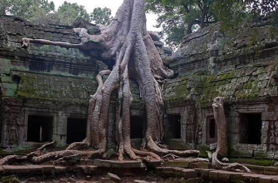 Pohon Kapas Sutra (Kamboja)