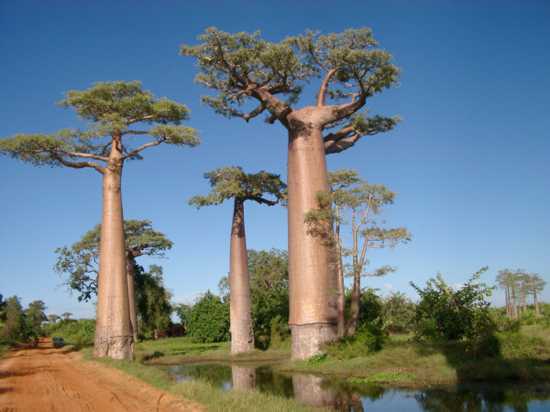 Teapot Baobab (Madagaskar)