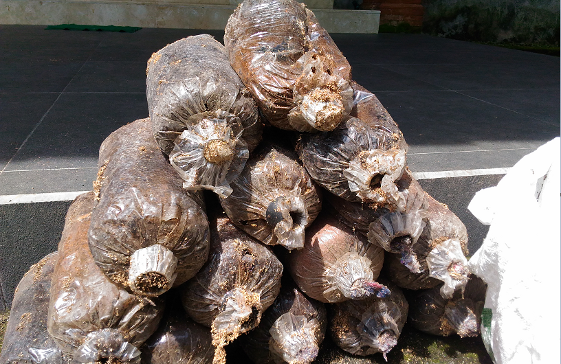 Keren!! Empat Mahasiswa UMS Manfaatkan Limbah Baglog Jamur Tiram Sebagai Bahan Bakar Alternatif