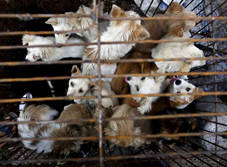 Polemik Daging Anjing Terus Bergulir. Mau di Bali atau Cina, Hewan Peliharaan Ini Dianggap Ternak