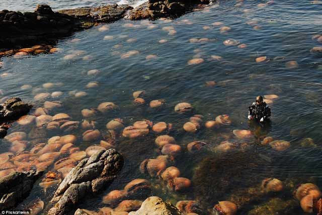 15 Foto yang Akan Membuatmu Berpikir Dua Kali Untuk Berenang Di Laut. Ngeri Juga ya Ternyata!