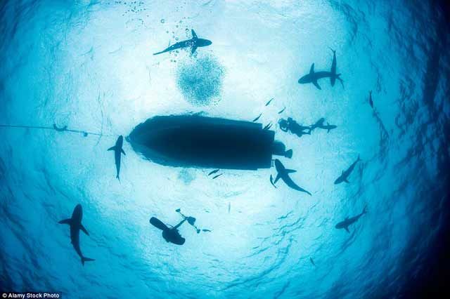 15 Foto yang Akan Membuatmu Berpikir Dua Kali Untuk Berenang Di Laut. Ngeri Juga ya Ternyata!