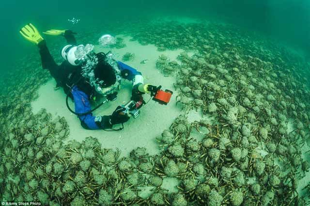 15 Foto yang Akan Membuatmu Berpikir Dua Kali Untuk Berenang Di Laut. Ngeri Juga ya Ternyata!