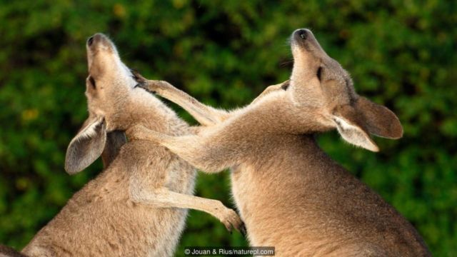 9 Hewan dengan Tinju dan Tendangan Paling Mematikan di Dunia. Jangan Coba Dekat-dekat Deh