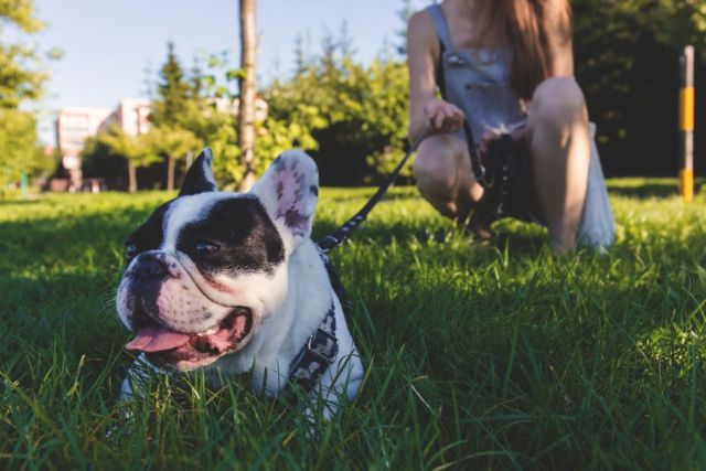 black-and-white-french-bulldog