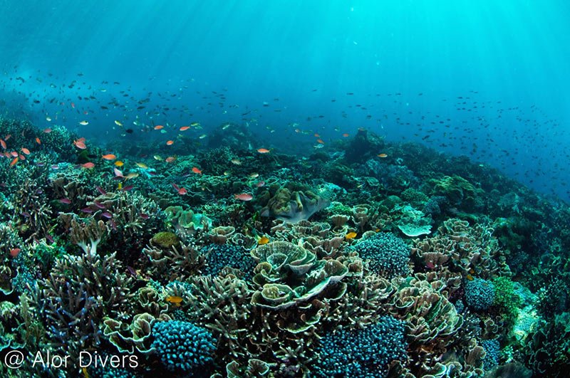 Berani Ngaku Traveler, Jangan Bangga Kalo Belum Pernah Ke Alor