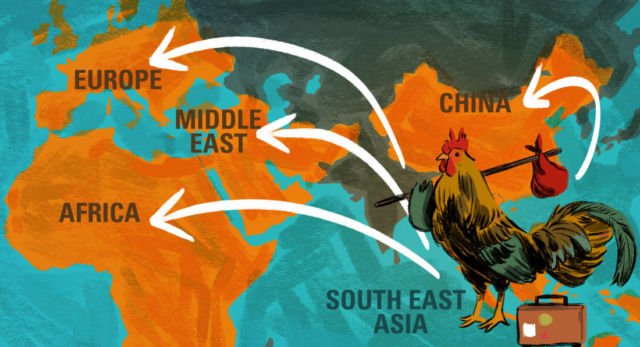 Di Balik Realita Industri Pangan Global. Ini Kisahnya Daging Ayam Jadi Pilihan No.1 Orang Sedunia