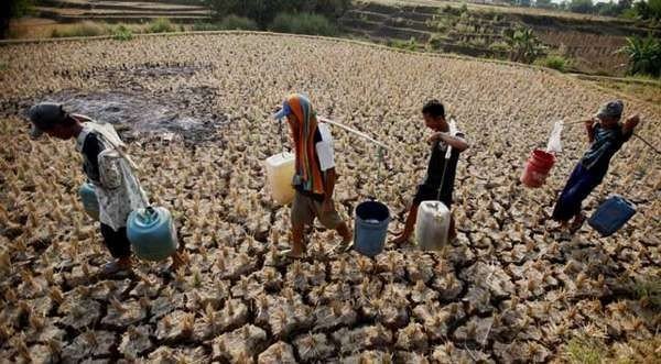 8 Hal yang Akan Terjadi Jika Semua Manusia di Bumi Berhenti Makan Daging