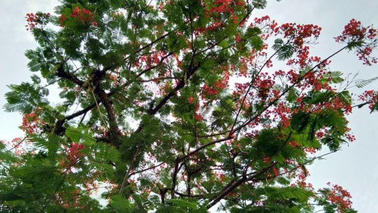 Setahun Kemarin, Pohon Berbunga dan Sebelum Hujan di Bulan Juli