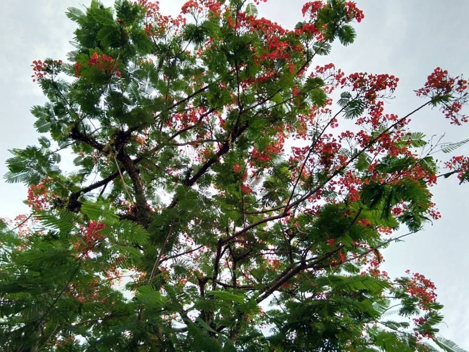 Setahun Kemarin, Pohon Berbunga dan Sebelum Hujan di Bulan Juli