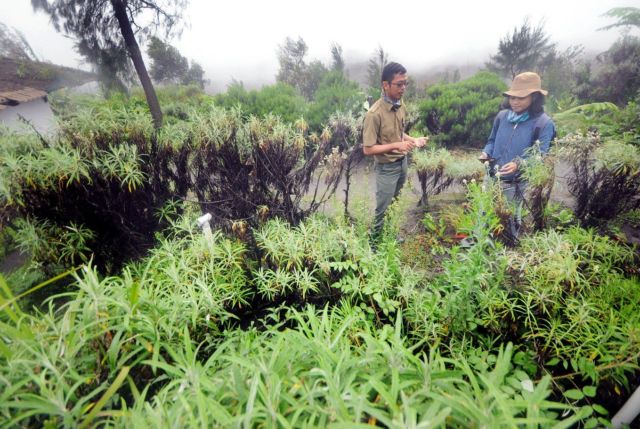 Meski Namanya Bule, Bunga Edelweiss Ternyata Spesial Banget Lho Buat Indonesia! Cek Deh Faktanya