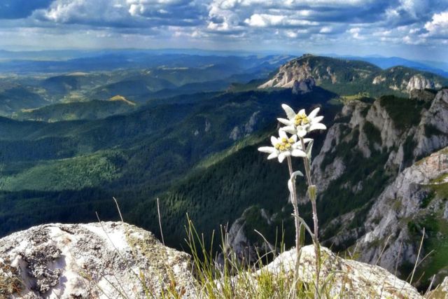 Meski Namanya Bule, Bunga Edelweiss Ternyata Spesial Banget Lho Buat Indonesia! Cek Deh Faktanya