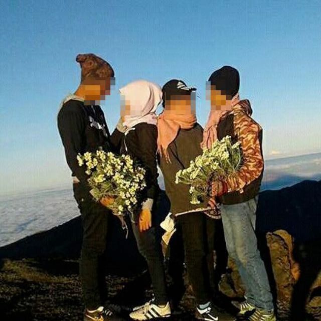 Heboh Pendaki Memetik Edelweiss di Gunung Rinjani. Pendaki Kayak Begini yang Bisa Dibilang Ndeso!