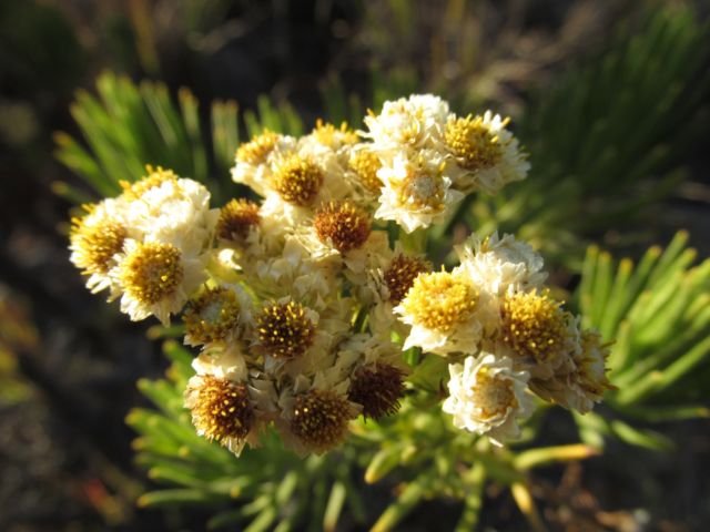 Meski Namanya Bule, Bunga Edelweiss Ternyata Spesial Banget Lho Buat Indonesia! Cek Deh Faktanya