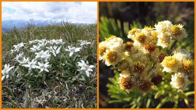 Meski Namanya Bule, Bunga Edelweiss Ternyata Spesial Banget Lho Buat Indonesia! Cek Deh Faktanya