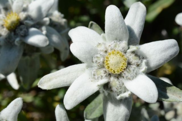 Meski Namanya Bule, Bunga Edelweiss Ternyata Spesial Banget Lho Buat Indonesia! Cek Deh Faktanya