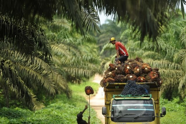 Calon Ibukota Baru Sejak Era Orde Lama, Inilah Kenapa Palangkaraya Selalu Jadi Pilihan Pertama