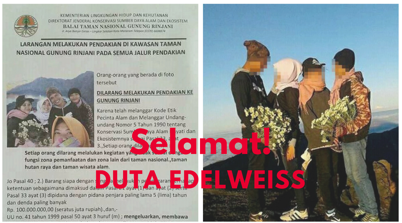 Pelaku Pemetik Edelweiss di Rinjani Akan Jadi Duta Pelestarian Edelweiss! Miris tapi Kocak Sih…