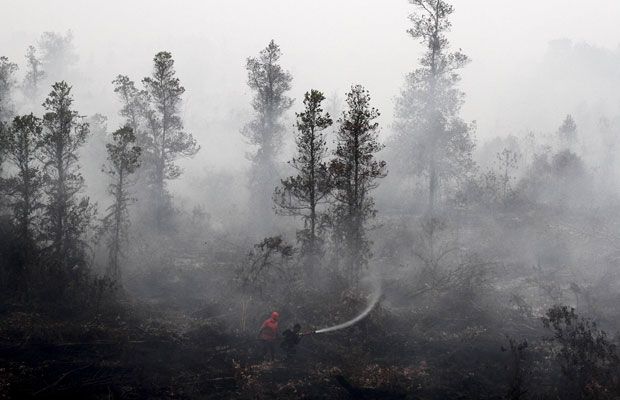 Kerugian Pemerintah Indonesia Akibat Deforestasi