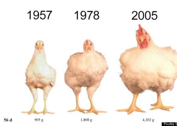 Di Balik Realita Industri Pangan Global. Ini Kisahnya Daging Ayam Jadi Pilihan No.1 Orang Sedunia