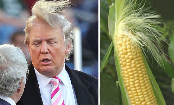 Misteri di Balik Rambut Donald Trump Terungkap! Saking Seringnya Diomongin, Para Ahli Angkat Bicara