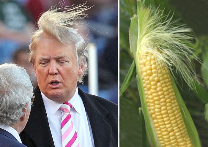 Misteri di Balik Rambut Donald Trump Terungkap! Saking Seringnya Diomongin, Para Ahli Angkat Bicara