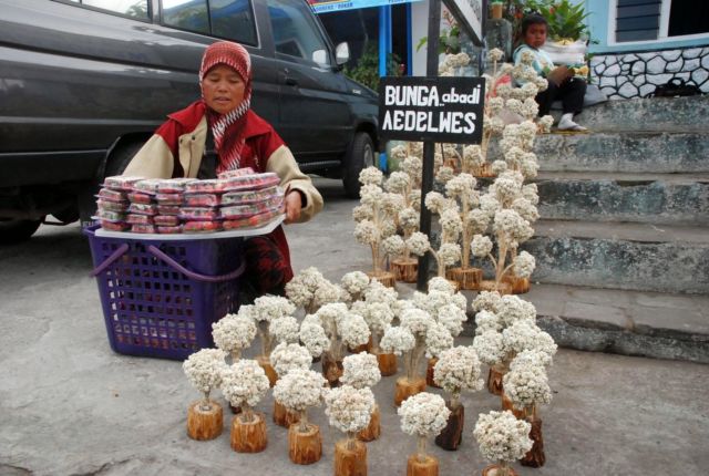 Meski Namanya Bule, Bunga Edelweiss Ternyata Spesial Banget Lho Buat Indonesia! Cek Deh Faktanya