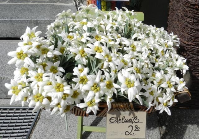 Meski Namanya Bule, Bunga Edelweiss Ternyata Spesial Banget Lho Buat Indonesia! Cek Deh Faktanya