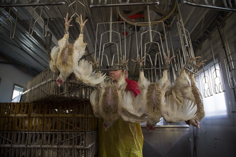 Di Balik Gemuk dan Murahnya Harga Ayam Broiler di Pasaran, Ini 9 Bahaya yang Harus Kamu Pahami