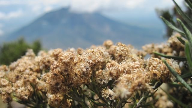 Meski Namanya Bule, Bunga Edelweiss Ternyata Spesial Banget Lho Buat Indonesia! Cek Deh Faktanya