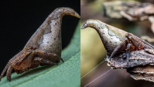 Muncul Lagi Hewan Misterius dari Dasar Bumi, Kok Makin Sering Ya?! 8 Spesies Baru Ini Aneh Banget