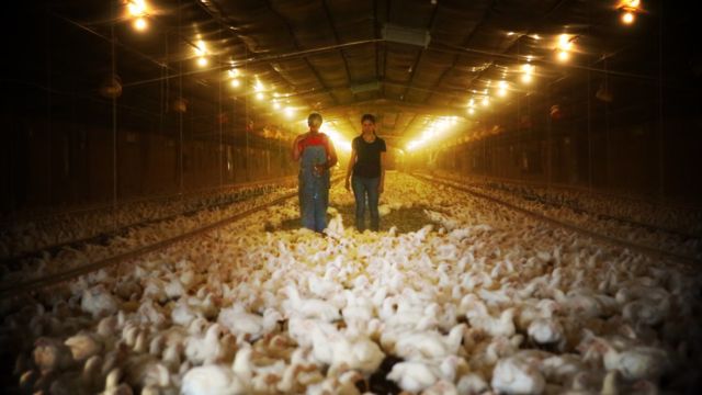 Di Balik Gemuk dan Murahnya Harga Ayam Broiler di Pasaran, Ini 9 Bahaya yang Harus Kamu Pahami