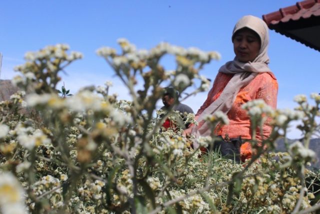 Meski Namanya Bule Bunga  Edelweiss  Ternyata Spesial 