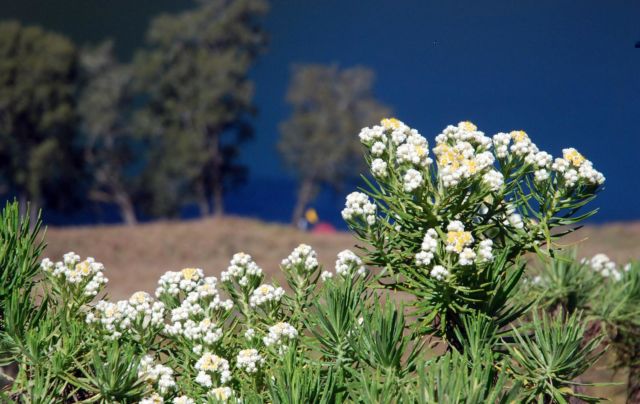 Meski Namanya Bule, Bunga Edelweiss Ternyata Spesial Banget Lho Buat Indonesia! Cek Deh Faktanya