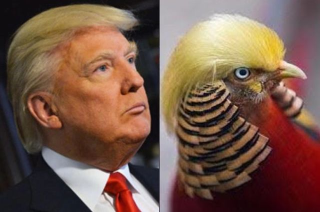 Misteri di Balik Rambut Donald Trump Terungkap! Saking Seringnya Diomongin, Para Ahli Angkat Bicara