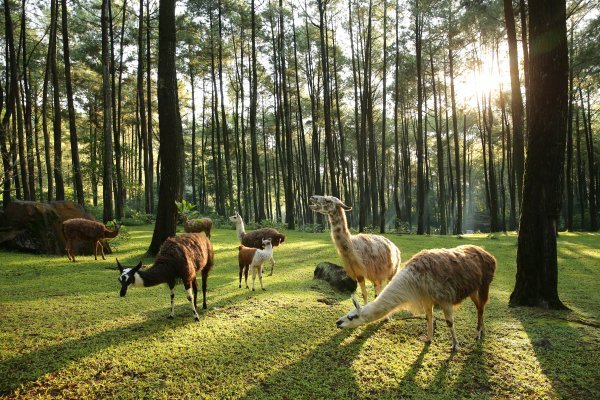 Lagi, Kebun Binatang Surabaya Dapat Sorotan Dunia, ‘Kebun Binatang Terkejam di Dunia’ Katanya